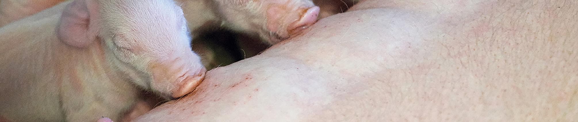 Pattegrise ved yver 2_3000x2000x72.jpg