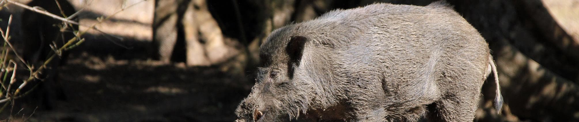 vilsvin.jpg