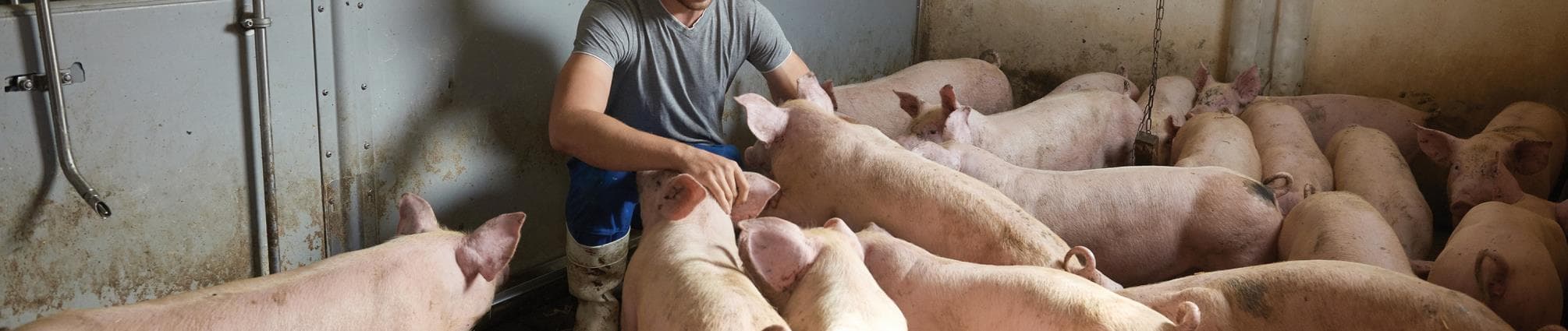 Medarbejder_grise.jpg