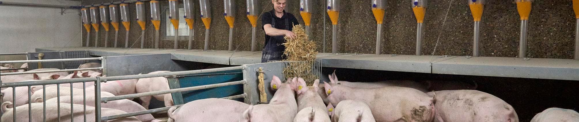 Staldafsnit_grise_medarbejder.jpg