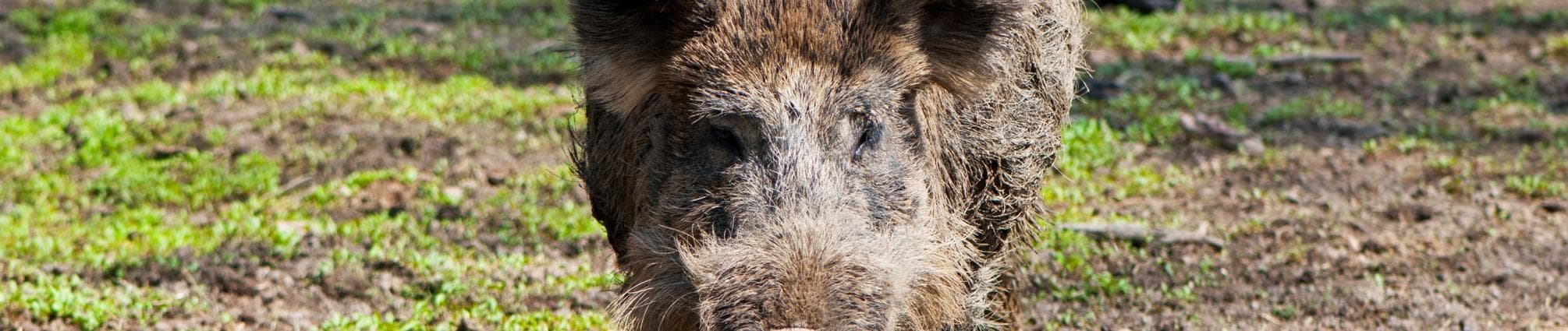 Vildsvin.jpg