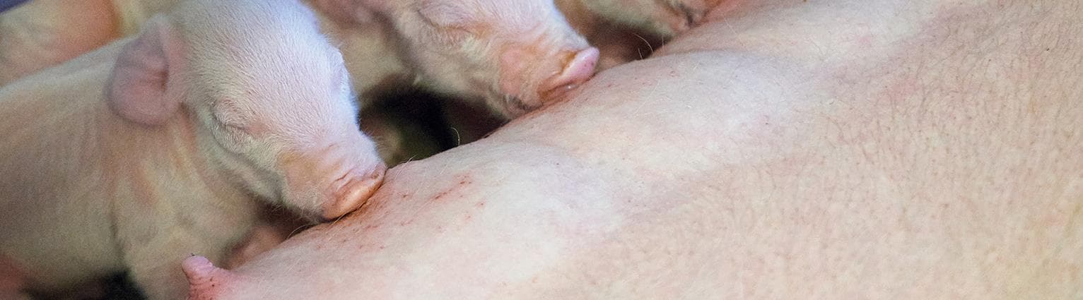 Pattegrise ved yver 2.jpg