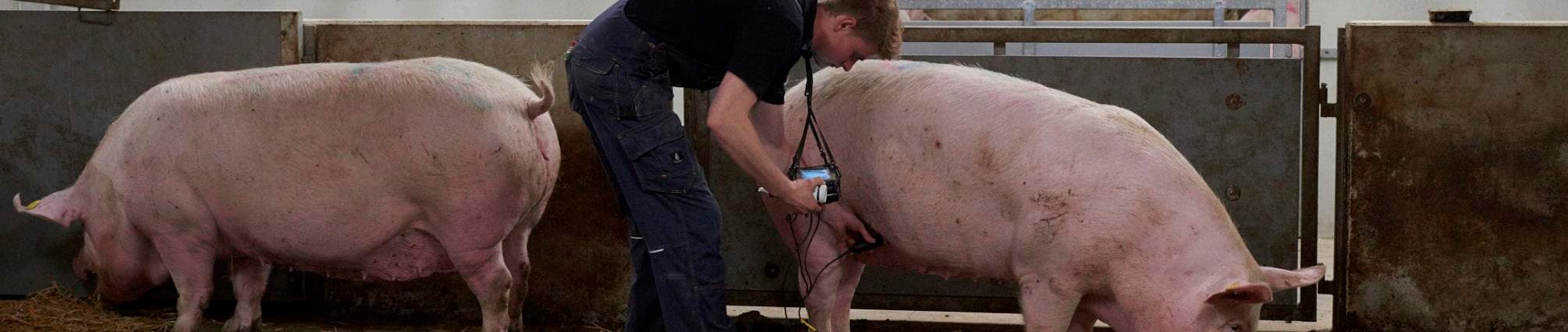 Scanning af gris.jpg