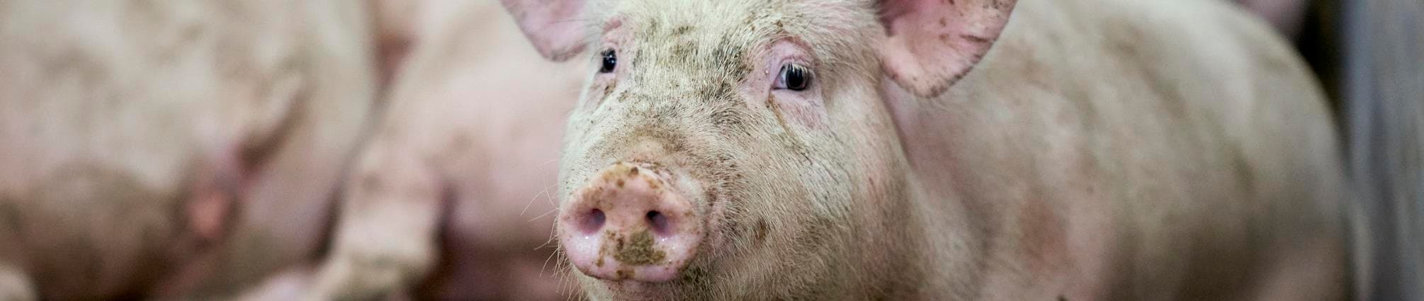 Slagtesvin4.jpg