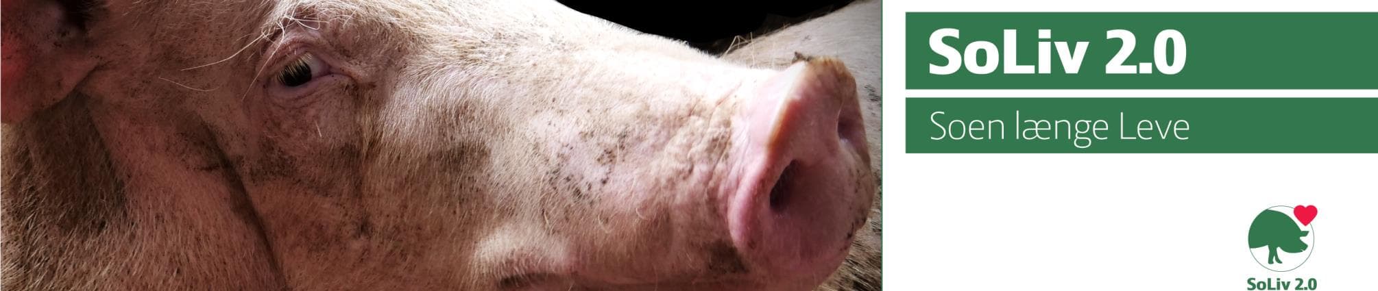 Soliv_3000x700.jpg