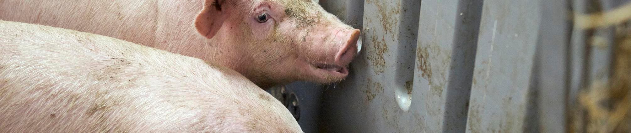 Slagtesvin_ved_foder.jpg