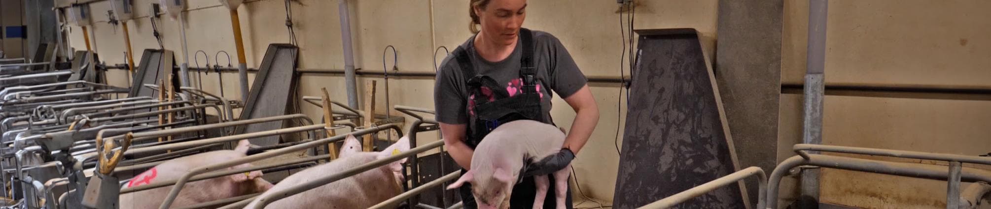 Mette Hjort_Marcipangris.jpg