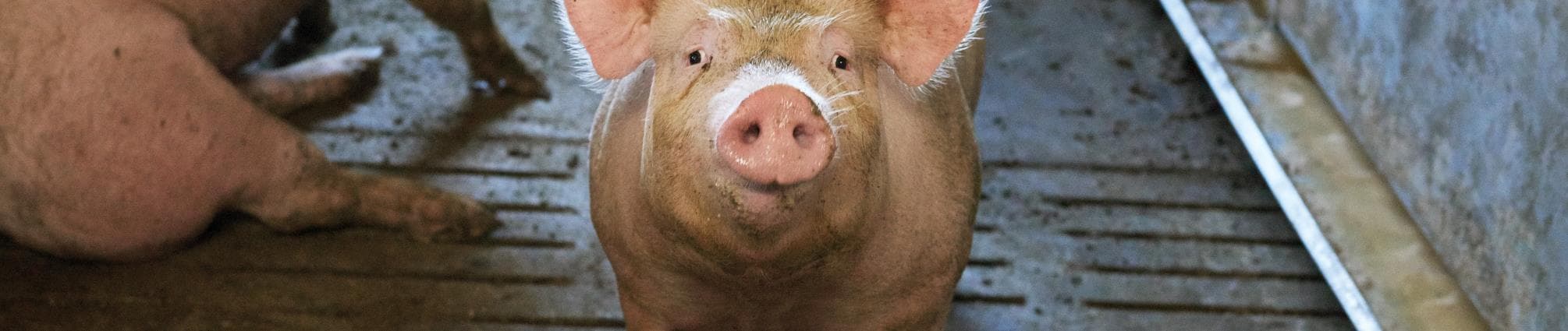 Slagtesvin.jpg