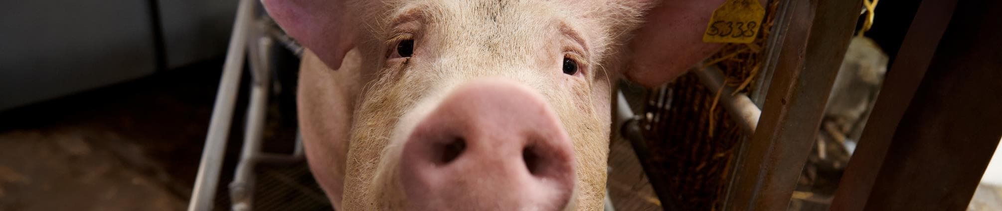 svineproduktiondk 2010x425.jpg