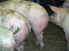 figur 3 haldebid.jpg