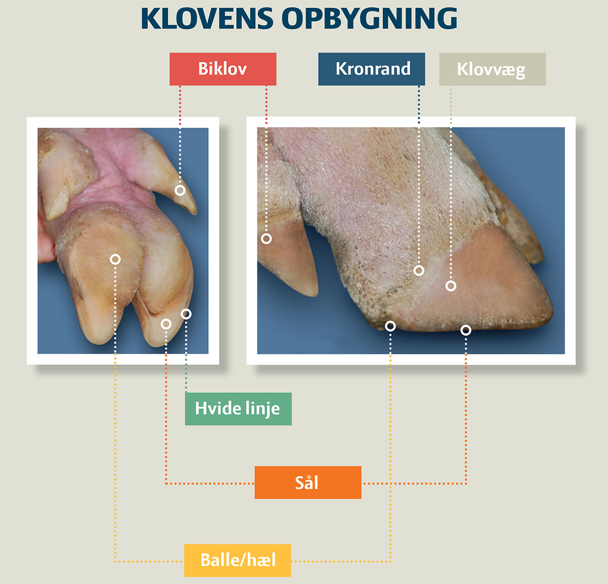 Tema_soliv_klovens_opbygning_sund_plov.jpg