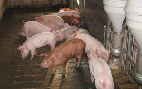 Grise for koldt og grise hvor stald ikke udtrret godt nok.jpg